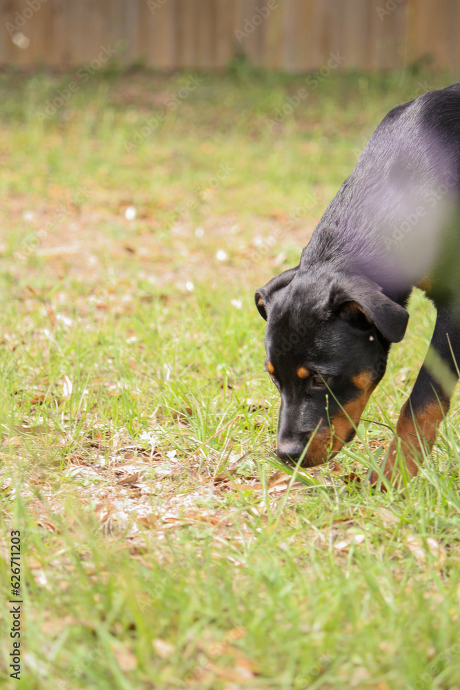 Young male purebred rottweiler (7 months) sniffing the ground Young male purebred rottweiler (7 months) sniffing the ground