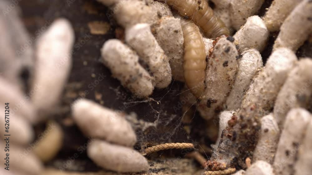 Wax moth cocoons stuck onto frames Wax moth cocoons stuck onto frames