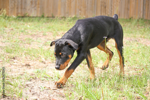 Young male purebred rottweiler (7 months) sniffing the ground 