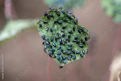 The garden nasturtium (Tropaeolum majus) infested with Cabbage flea beetle (Phyllotreta cruciferae) or crucifer flea beetle. photo