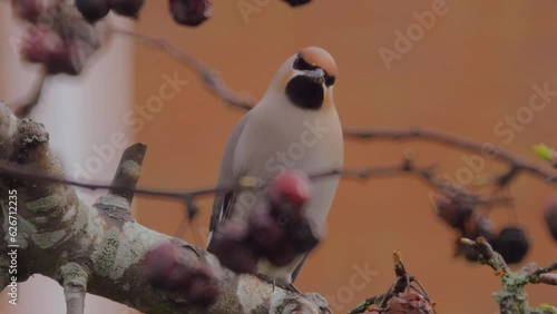 bird perched in fruit tree in front of house, bohemian waxwing photo