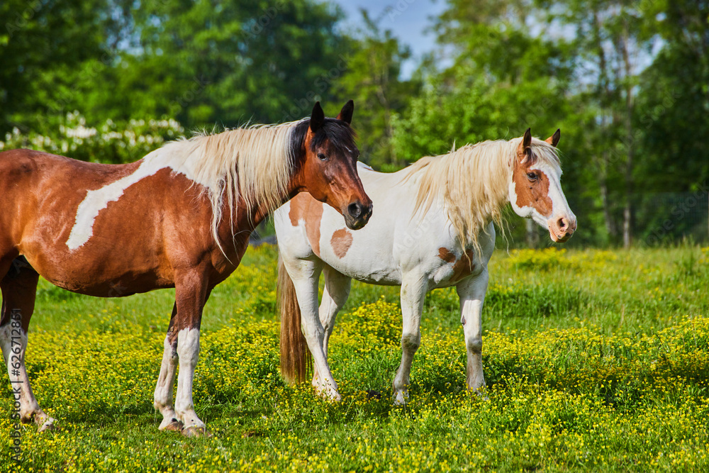 Close shot paint horses with brown and white fur coats standing in sunny field of yellow flowers Close shot paint horses with brown and white fur coats standing in sunny field of yellow flowers