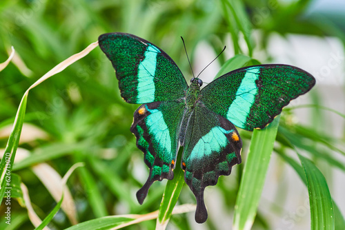 Dazzling Emerald Swallowtail butterfly resting with wings open on blades of grass photo