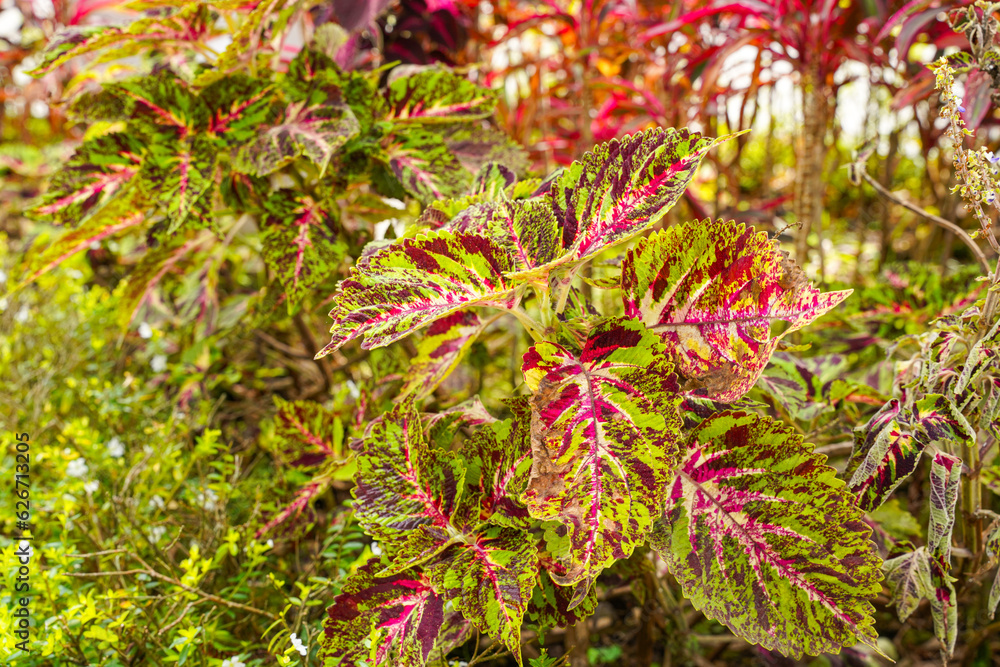 Coleus scutellarioides, commonly known as coleus, is a species of flowering plant in the family Lamiaceae