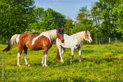 Horses standing in sunny yellow field with brown and white fur coats and dual colored mane and tail © Nicholas J. Klein
