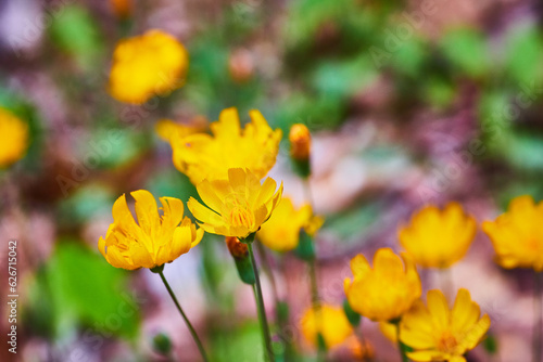 Gorgeous golden yellow flowers in bloom with purple and green blurred background asset