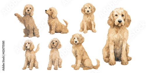 Watercolor little Golden Doodle clipart for graphic resources