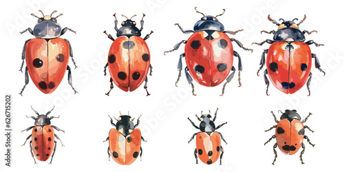 Watercolor ladybug clipart for graphic resources