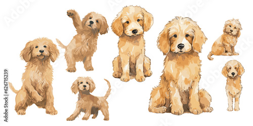 Watercolor little Golden Doodle clipart for graphic resources