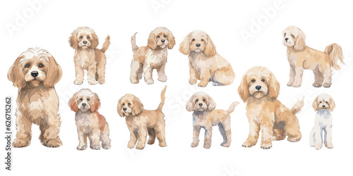 Watercolor Cockapoo dog clipart for graphic resources