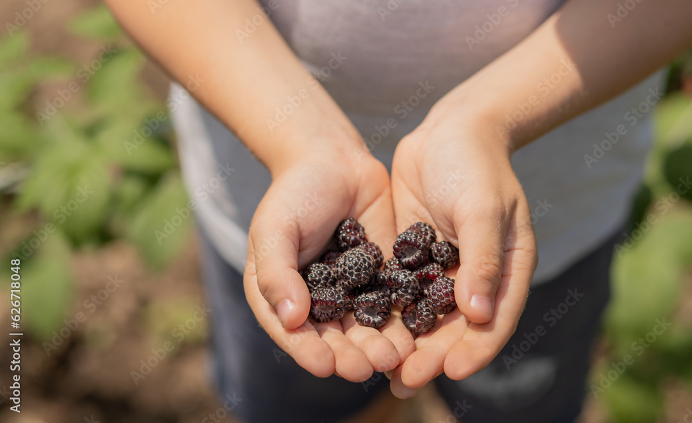 black raspberries in the hands of a child close-up black raspberries in the hands of a child close-up