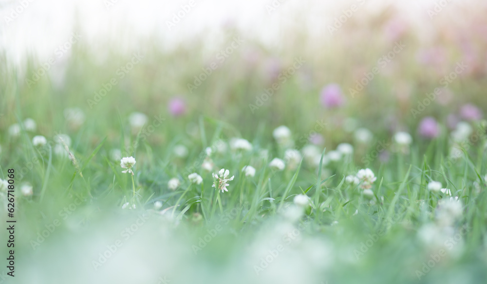 delicate white clover flowers in green grass