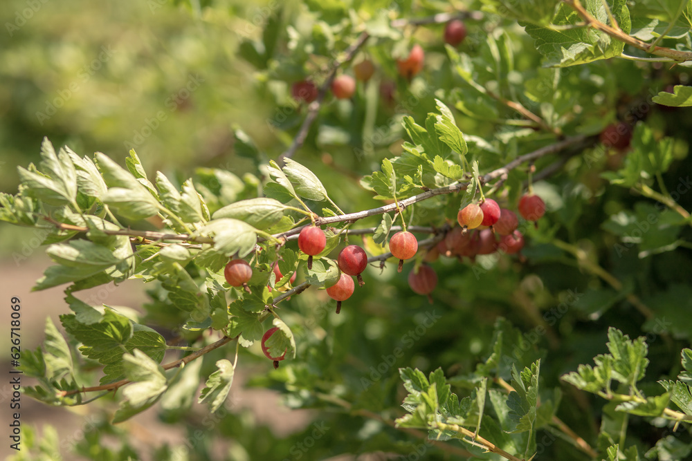 gooseberry hanging on a branch on a bush in the garden gooseberry hanging on a branch on a bush in the garden