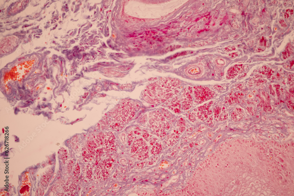 Showing Light micrograph of the Tongue human , Tooth human, Parotid gland human and Oesophagus human under the microscope for education in the laboratory. Showing Light micrograph of the Tongue human , Tooth human, Parotid gland human and Oesophagus human under the microscope for education in the laboratory.