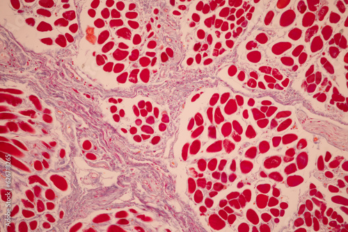 Foto Showing Light micrograph of the Tongue human , Tooth human, Parotid  gland human and Oesophagus human under the microscope for education in the laboratory