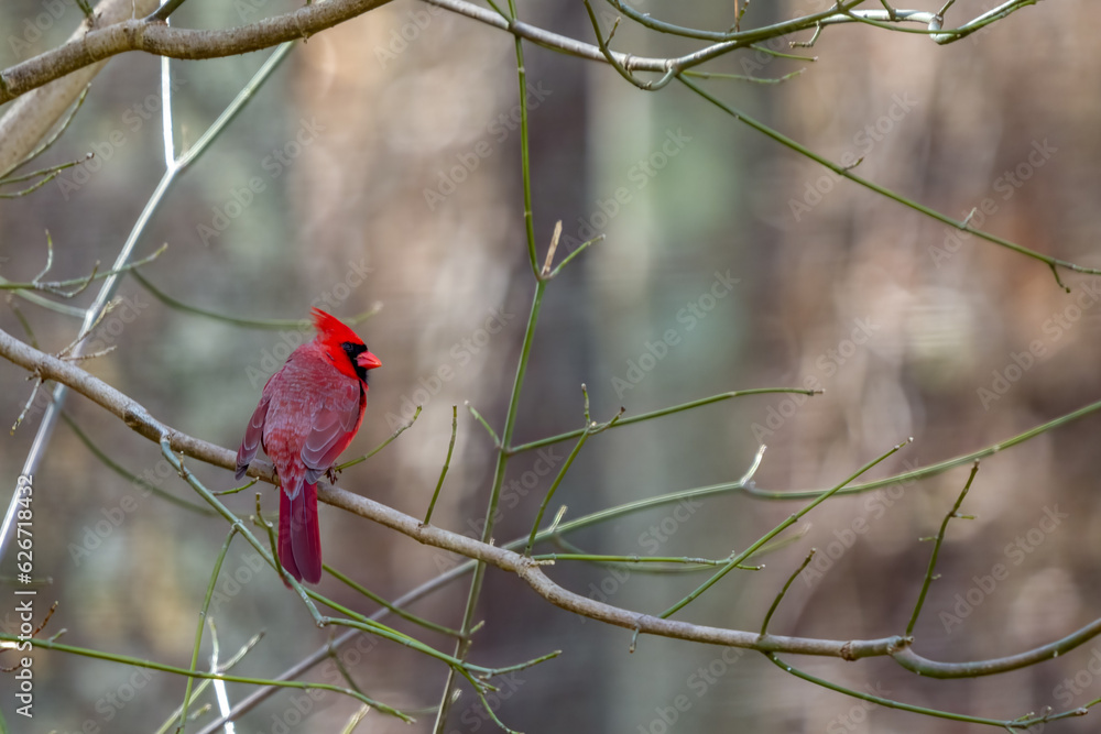Northern Male Cardinal Perched on a Branch Northern Male Cardinal Perched on a Branch