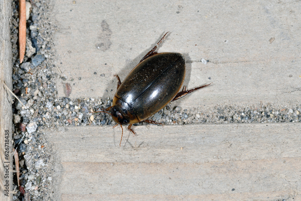 Obraz premium キベリクロヒメゲンゴロウ(北海道・鶴居村)