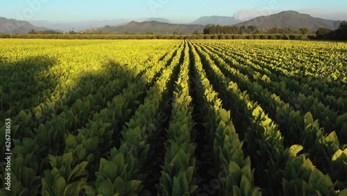 Drone Point of View tobacco field landscape in the evening at countryside of Chile