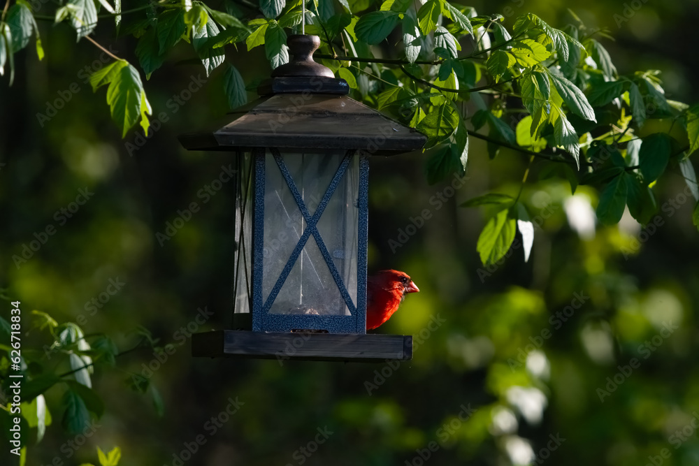 The Northern Cardinal on a Bird Feeder
