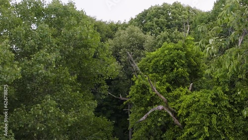 A hawk taking flight toward the camera in semi-slow motion. photo