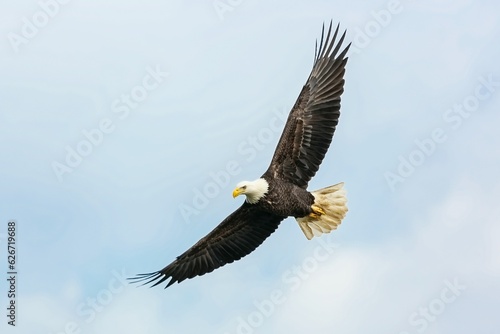An eagle soaring in clear skies