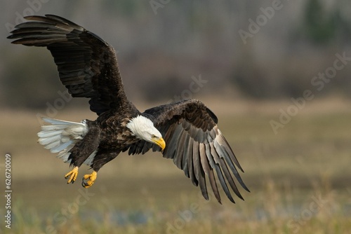 An eagle soaring over the sea