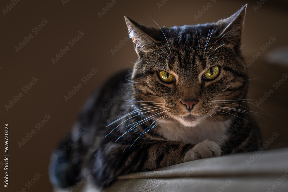 Cozy Domestic Cat with Striking Green-Yellow Eyes Relaxing on Beige Sofa