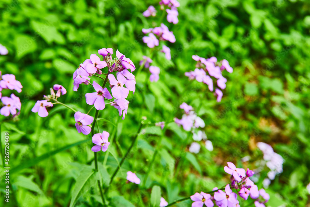 Latin name Hesperis matronalis in bloom on hill with common name Dames Rocket flowering perennial Latin name Hesperis matronalis in bloom on hill with common name Dames Rocket flowering perennial
