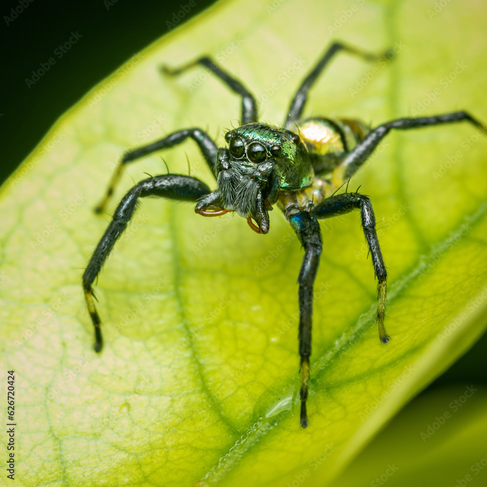 Fototapeta premium Close up a little Jumping Spider on green leaf, Colorful jumping spider.