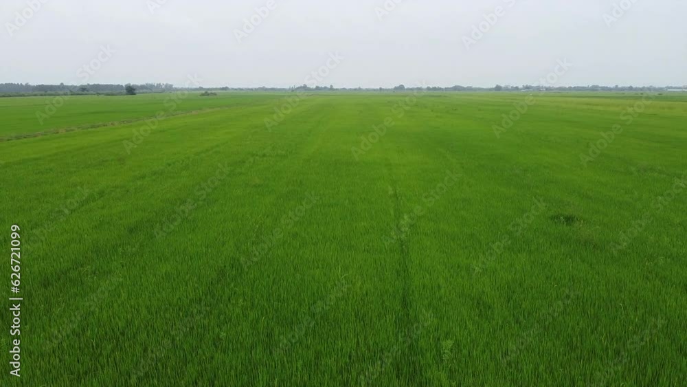 Drones spraying pesticides in rice fields Drones spraying pesticides in rice fields