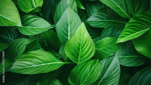 Nature of green leaf  greenery wallpaper