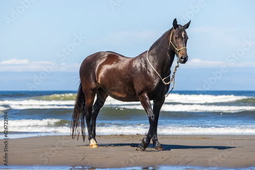 Large horse standing in the sand at the beach