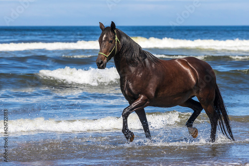 Horse running in the ocean 