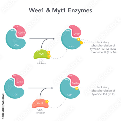 Wee1 and Myt1 inhibitory enzymes scientific vector diagram