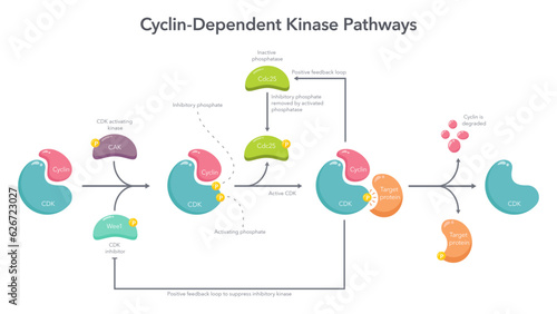 Cyclin Dependent Kinase Activation Pathway science vector illustration infographic