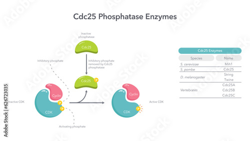 Cdc25 Phosphatase Enzymes vector illustration diagram