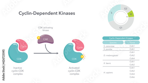 Cyclin Dependent Kinases scientific vector illustration diagram