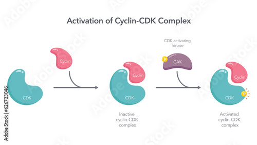 Activation of Cyclin CDK Complex scientific vector illustration infographic