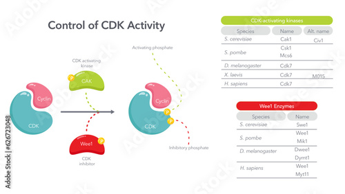 Control of CDK Activity in the Cell Cycle science vector diagram