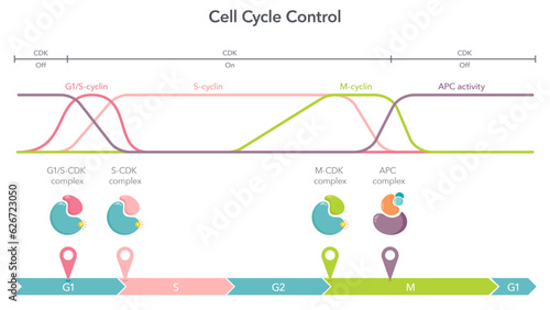 Cell Cycle Control Cyclin CDK Complexes science vector illustration infographic