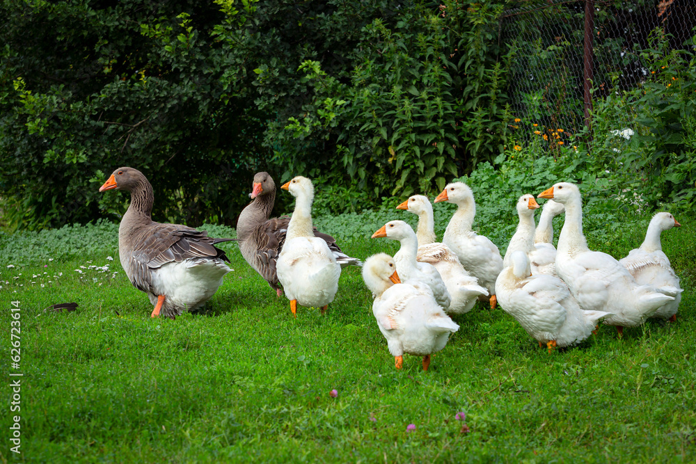 Gray Goose with young white goslings in green grass. A flock of geese enjoy a walk in a Russian village. Gray Goose with young white goslings in green grass. A flock of geese enjoy a walk in a Russian village.