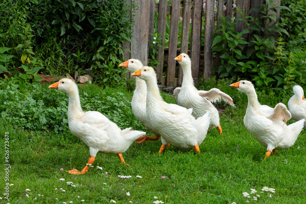 Obraz premium A flock of geese walks through the village.