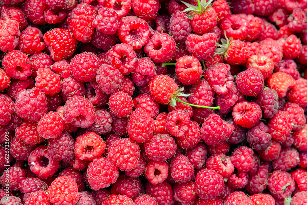 Ripe raspberry background. Red raspberry berries closeup. Juicy raspberry. Ripe raspberry background. Red raspberry berries closeup. Juicy raspberry.