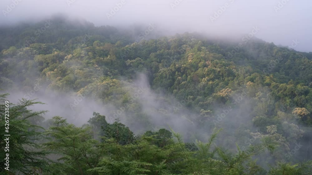 Slow moving of fog over the greenery rainforest and hills Slow moving of fog over the greenery rainforest and hills