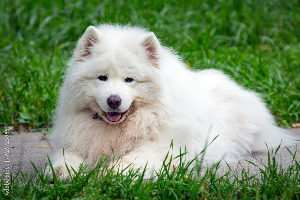 Samoyed dog lies on the sidewalk in the park...
Samoyed dog lies on the sidewalk in the park...