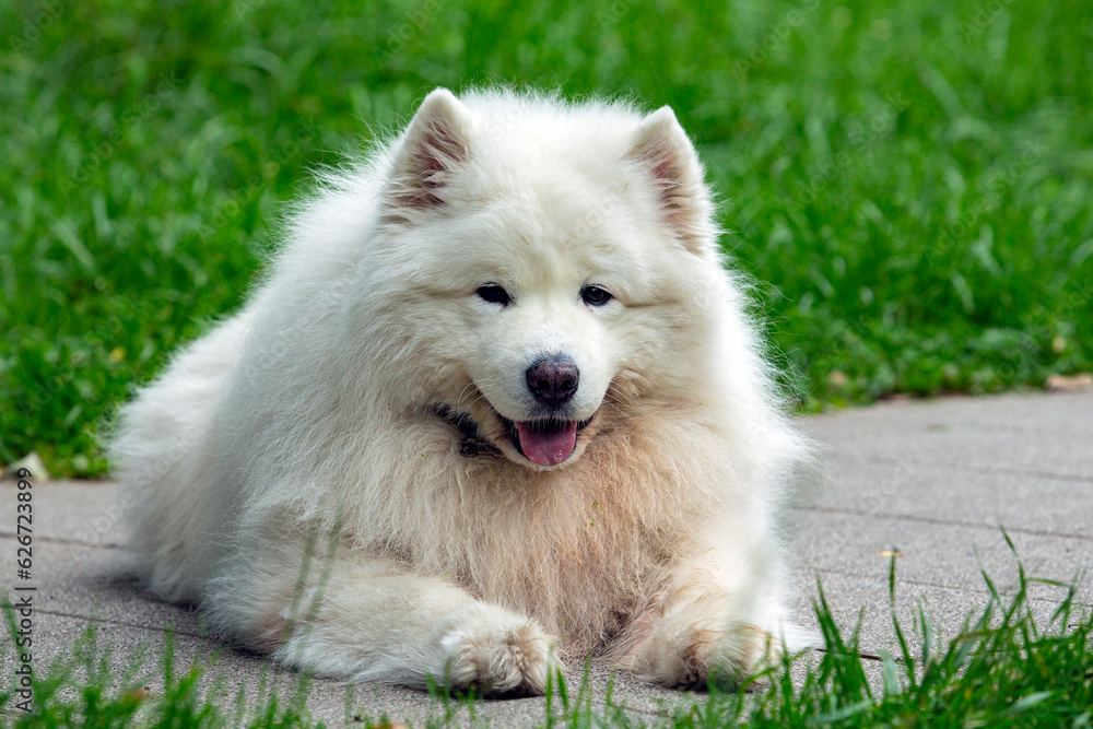 Samoyed dog lies on the sidewalk in the park...

