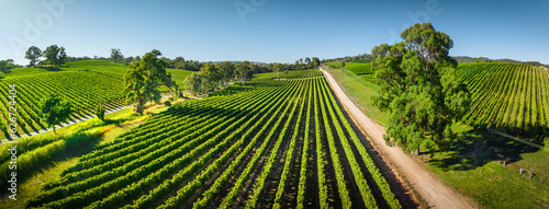 Vineyard Panorama in the Adelaide Hills