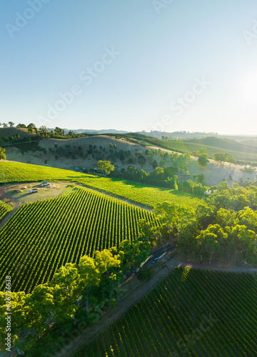 Gumeracha Vines