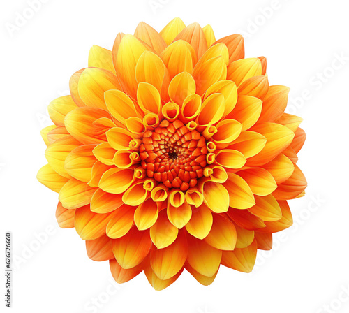 Leinwand Poster Orange dahlia flower isolated on transparent background, top view
