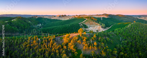 Forest in the Adelaide Hills